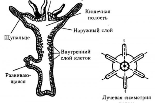 Ссылки даркнета